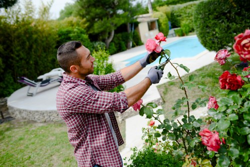 Professionally trimmed hedges in Elephant and Castle garden
