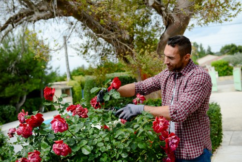 A man in a checkered shirt and gardening gloves tending to a vibrant pink rose bush in a well-maintained front garden. The garden features a lush green lawn area in the foreground, bordered by the flowering rose bushes. Behind him, there are mature trees providing partial shade, with their branches extending over the garden and sidewalk. In the background, a residential street with houses and utility poles is visible under a partly cloudy sky. The garden is landscaped with tidy flower beds, and the overall environment appears well-kept and inviting, indicative of professional gardening and outdoor maintenance services typical of the Elephant and Castle area in London. The scene suggests active gardening work, including pruning and caring for flowering plants, supported by local landscaping expertise.