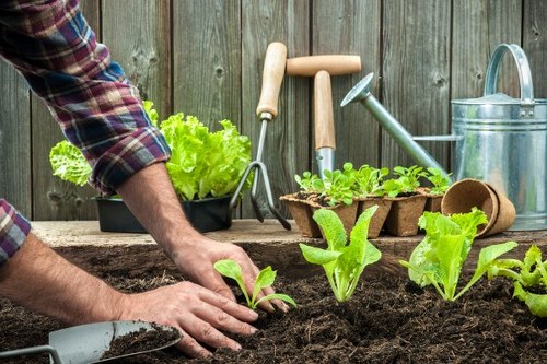 The image depicts a gardener's outdoor workspace in a backyard or garden area, featuring a wooden fence as the backdrop. In the foreground, a person is planting young lettuce or similar leafy greens into rich, dark soil within a garden bed, using their hands to carefully position the plants. Next to the planting area, there is a black plastic container with fresh, green lettuce leaves. Various gardening tools, including a hand trowel, a garden fork, and a watering can, are arranged behind the garden bed, indicating active gardening work. The outdoor space appears well-organized and maintained, with a focus on vegetable cultivation, suitable for residential gardens in the Elephant and Castle area. This scene reflects attentive planting and cultivation practices that landscaping services such as those offered by Landscapers Elephant and Castle could support in creating vibrant, productive garden spaces, emphasizing healthy soil, plant growth, and proper garden layout under natural light and mild weather conditions.