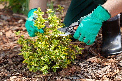 A person wearing bright green garden gloves and black waterproof boots is trimming a small, dense bush with pruning shears in an outdoor garden setting. The mulch surrounding the plant consists of wood bark chips, and the garden features a well-maintained lawn in the background with a clear boundary between the shrub and the grass area. The scene suggests an actively maintained garden or landscaped yard, with natural tones of green foliage, brown mulch, and black boots, typical of outdoor gardening activities in Elephant and Castle. The image emphasizes outdoor maintenance and gardening care, aligning with services offered by Landscapers Elephant and Castle for garden landscaping and upkeep.