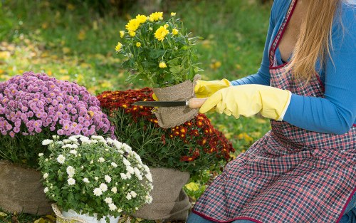 A woman wearing a blue top and a checked gardening apron is tending to a colorful flower display in a garden near Elephant and Castle. She is wearing yellow gloves and holding a small garden trowel while planting or caring for yellow, purple, and white flowering plants arranged in fabric pots. The garden features a lush green lawn with a variety of flowering plants and shrubs, suggesting a well-maintained outdoor space typical of residential landscaped gardens in the area. The scene is lit by natural daylight, indicating a clear, bright day suitable for outdoor gardening tasks. The presence of multiple flower varieties and neatly arranged plant containers highlights professional gardening and landscaping services offered by Landscapers Elephant and Castle, aimed at enhancing garden aesthetics and plant health in London’s local communities.