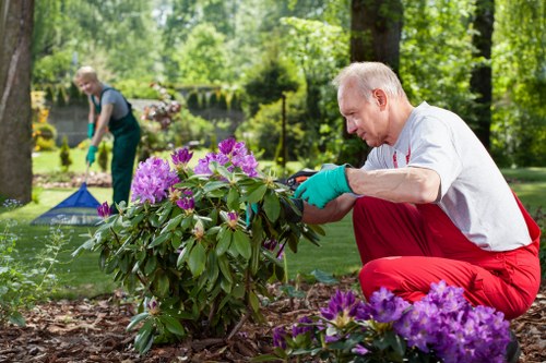 A mature man in a white shirt, red trousers, and bright teal gardening gloves is kneeling on the soil in an outdoor garden, carefully tending to a lush, flowering shrub with vibrant purple blooms and dark green leaves. The garden features well-maintained grass, a flower bed edged with natural soil, and other plants in the background. Behind him, a younger person in a grey shirt and green gloves is trimming or planting in another part of the garden, which is shaded by tall, leafy trees and enclosed by greenery. The scene suggests a well-organized outdoor space with a variety of plantings, demonstrating professional gardening work in a residential garden possibly located in Elephant and Castle or nearby in London. The natural lighting indicates a sunny day, and the overall environment appears tidy and carefully cultivated, typical of garden and landscaping services offered by Landscapers Elephant and Castle in the area.