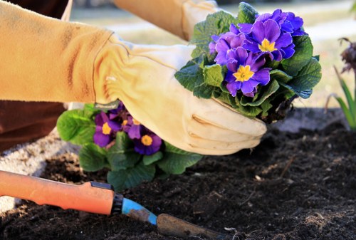 A person wearing light-colored gardening gloves is planting a vibrant purple primrose with bright yellow centers into dark, moist soil in a garden bed. The garden features a neatly maintained lawn area with lush, dense grass in the foreground, bordered by a wooden edging. In the background, there are some green leafy plants and possibly other flowering plants that are slightly out of focus. A small hand trowel with an orange handle is resting on the soil near the planting site. The scene suggests careful outdoor gardening in a well-kept property, possibly in South London, aligning with services offered by Landscapers Elephant and Castle. The natural lighting indicates a clear, mild day suitable for gardening activities, emphasizing the importance of professional gardening and landscaping for maintaining attractive outdoor spaces in the area.