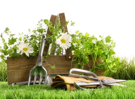 A well-maintained garden scene featuring a foreground of lush, green grass with a raised wooden flower bed in the background. The flower bed contains a mix of green plants and foliage, some with broad leaves and vine-like growths, suggesting a diverse variety of garden shrubbery and ground cover. There are gardening tools placed at the front, including a small hand rake, pruning shears, and gloves, indicating recent or ongoing garden maintenance. The garden appears to be outdoors in natural daylight, with clear weather and no visible structures or pathways. The scene reflects typical elements of landscape gardening services, emphasizing soil, plant care, and outdoor landscape organization, relevant for the services provided by Landscapers Elephant and Castle, serving the London area near postcode SE1, to support garden and lawn care enhancement in the local community.