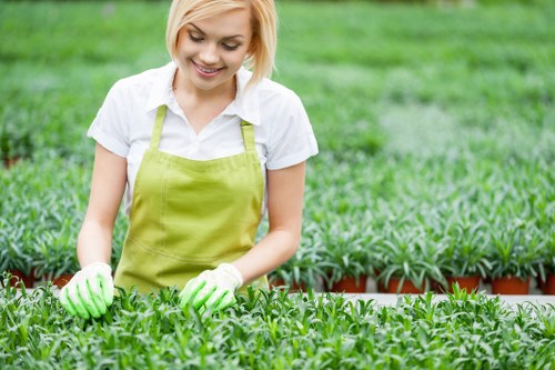 A young woman in a white shirt and a bright green apron is working in a garden nursery, carefully tending to rows of lush, green young plants. She is wearing protective green gloves and appears to be inspecting or planting the seedlings, which are organized in neat, orderly rows within a raised bed bordered by a wooden frame. The background shows additional rows of similar plants, with a vibrant, healthy appearance, under natural daylight with an overcast sky contributing to even lighting. The surrounding environment suggests a professional gardening setup focused on outdoor plant cultivation, typical of landscaping nurseries in Elephant and Castle or South London. This scene reflects routine nursery care and plant propagation activities, aligned with gardening and outdoor maintenance services by Landscapers Elephant and Castle, emphasizing attention to detail and healthy plant growth in a well-maintained outdoor space.