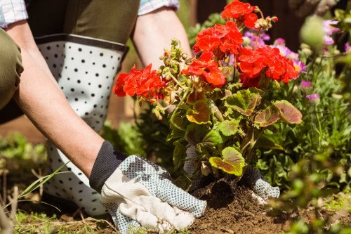 The image depicts a gardener planting a bright red flowering plant, possibly geraniums, into the soil of a well-maintained garden bed. The gardener is wearing gardening gloves with a polka dot pattern, and their arm is visible as they hold the plant steady while positioning it in the soil. Surrounding the planting area are other lush green plants and flower beds with varying colours, including pink and purple blooms, indicating a diverse and vibrant outdoor space. The garden features a mixture of flowering plants, shrubs, and possibly small trees, set within a landscaped area that appears to be part of a residential garden or community outdoor space in Elephant and Castle. The ground surface consists of dark, healthy soil, with some areas covered by mulch or compost, and the overall scene suggests a warm, bright day suitable for gardening activities. This outdoor environment is indicative of professional gardening services focused on planting, sustainable landscaping, and maintaining attractive, eco-friendly gardens in the local area. The scene reflects ongoing efforts to enhance garden aesthetics and promote environmental sustainability through gardening practices.