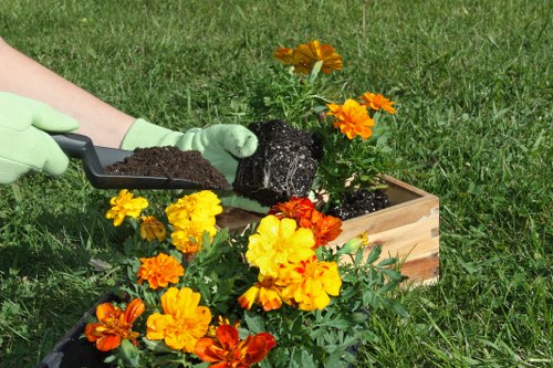 A gardener wearing light green gloves is planting a vibrant orange and yellow flower into a rectangular wooden planter box filled with dark soil, situated on a well-maintained lawn. Surrounding the planter are additional flower plants with similar bright orange and yellow blossoms, creating a colourful contrast against the lush green grass. In the background, the grass extends across the outdoor space, indicative of a private garden or yard. The scene is set outdoors in natural daylight, with no visible weather conditions, emphasizing a tidy and cared-for planting area. This image reflects gardening activities typical of professional landscape maintenance, aligning with services offered by companies like Landscapers Elephant and Castle in South London.