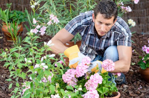 A man working in a garden during daytime, tending pink flowering plants and shrubs in a landscaped outdoor space. He is wearing a short-sleeved, checkered shirt and yellow gardening gloves, carefully pruning or planting among the lush greenery and colorful blossoms. The garden features a mix of dense foliage, flowering plants, and potted greenery, with a rich, dark soil visible beneath the plants. The environment appears well-maintained, with natural light illuminating the scene, suggesting mild weather consistent with typical UK gardening conditions. This outdoor setting reflects a landscaped yard area suitable for garden care and maintenance services provided by companies such as Landscapers Elephant and Castle, highlighting landscaping and gardening activities in a residential garden setting in London.